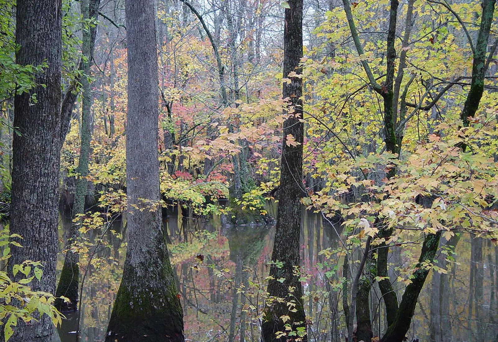 Bayou DeView winds through a flooded bottomland forest in the Cache River National Wildlife Refuge, Arkansas.