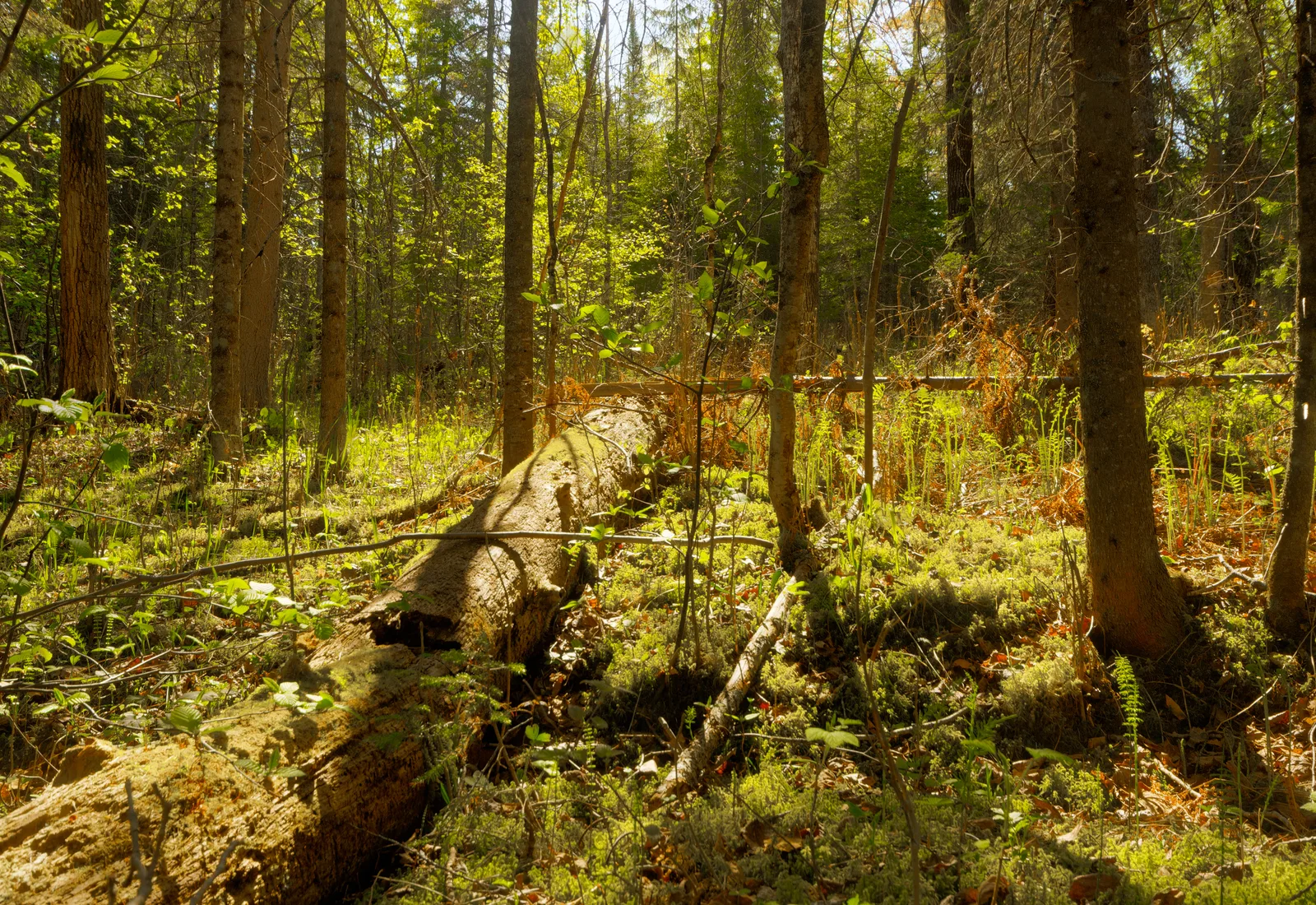 The Bois Brule River corridor runs through boreal forest in Douglas County, Wisconsin.