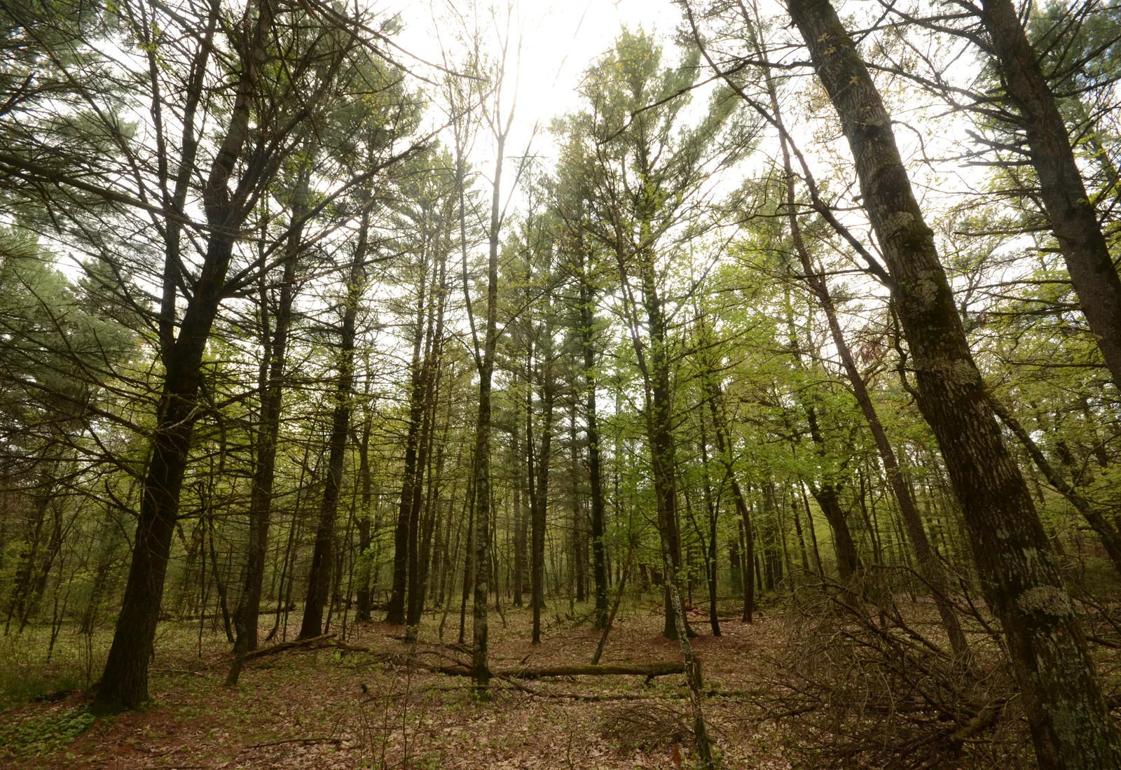 The Mecan River corridor runs through pine-oak forest in central Wisconsin.