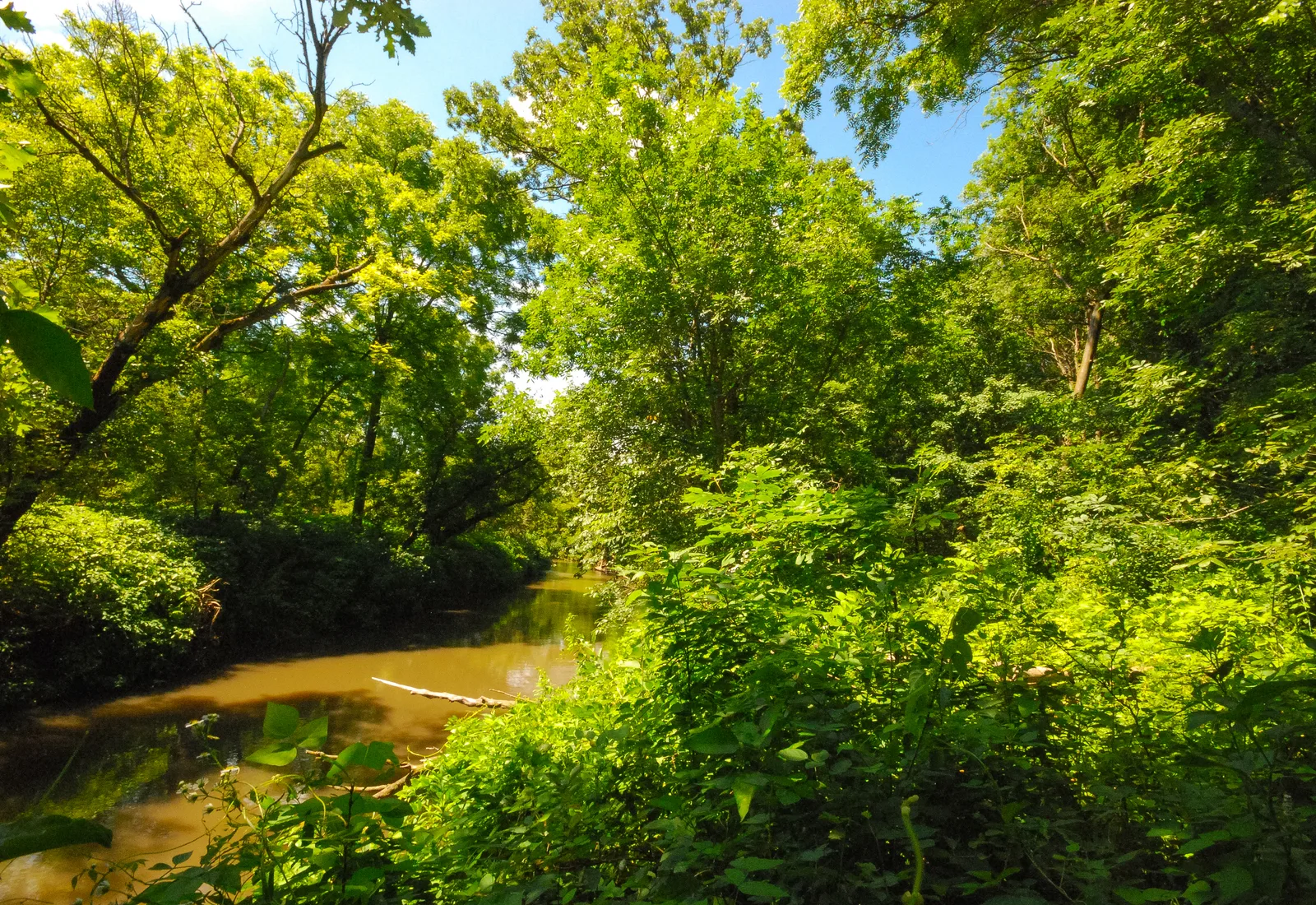 The Pecatonica River runs through wooded banks in Iowa County, Wisconsin.