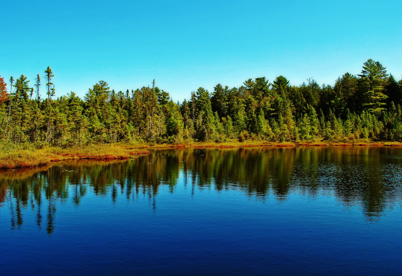 The Popple River headwaters run through Rat Lake Swamp in Forest County, Wisconsin.