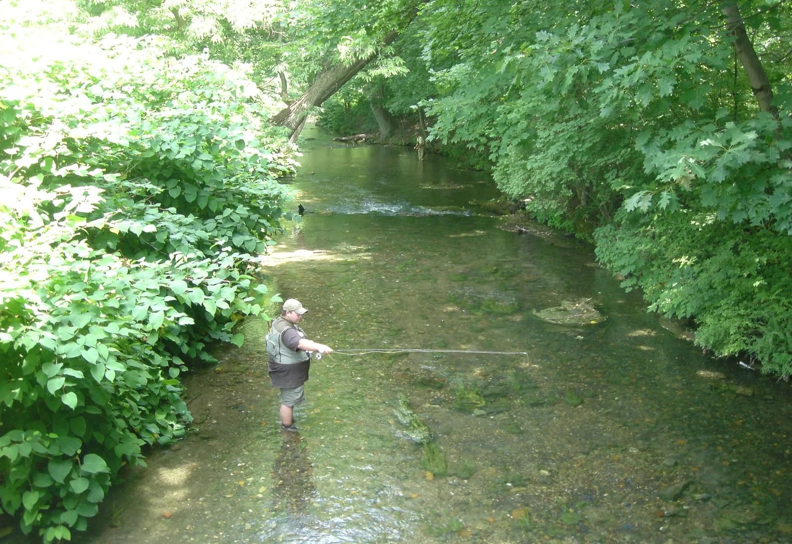 An angler stands in the clear, shaded water of Yellow Breeches Creek at Boiling Springs, Pennsylvania.