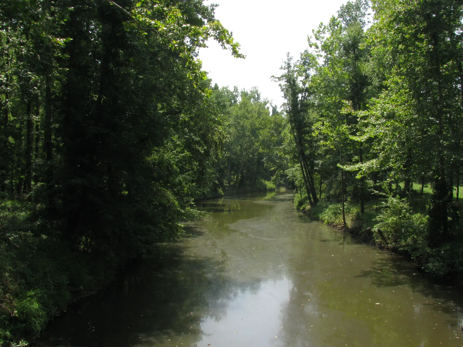 The Tradewater River flows through a broad wooded Kentucky river corridor under summer light.
